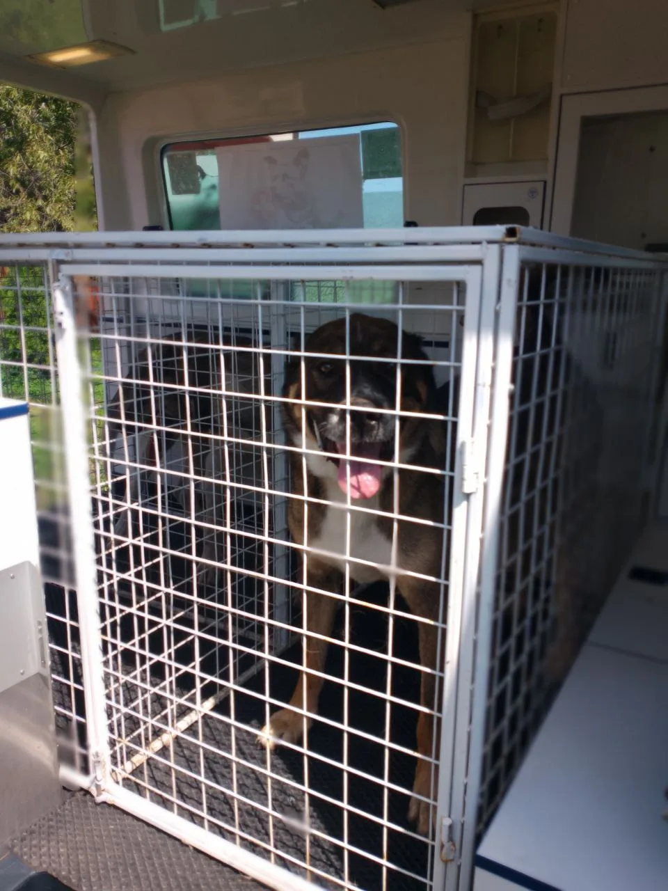 Evacuation, 2023, photo 3 - Xtraverse Animals