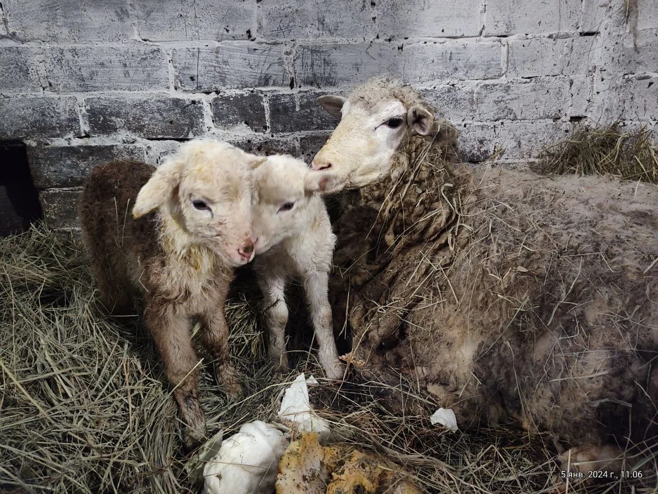 Abandoned Animals, 2024, photo 3 - Xtraverse Animals
