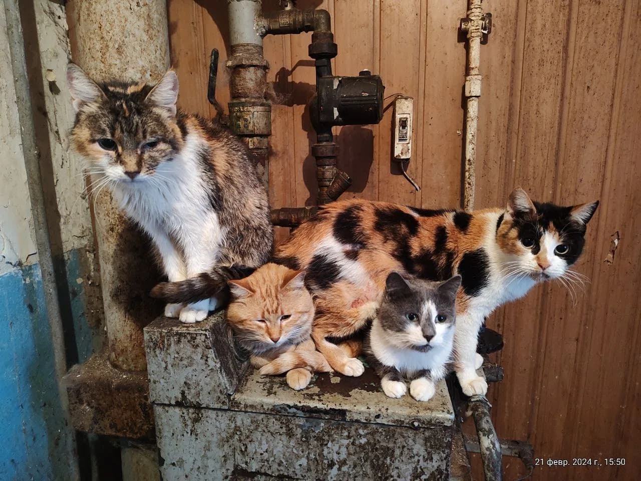 Abandoned Animals, 2024, photo 5 - Xtraverse Animals