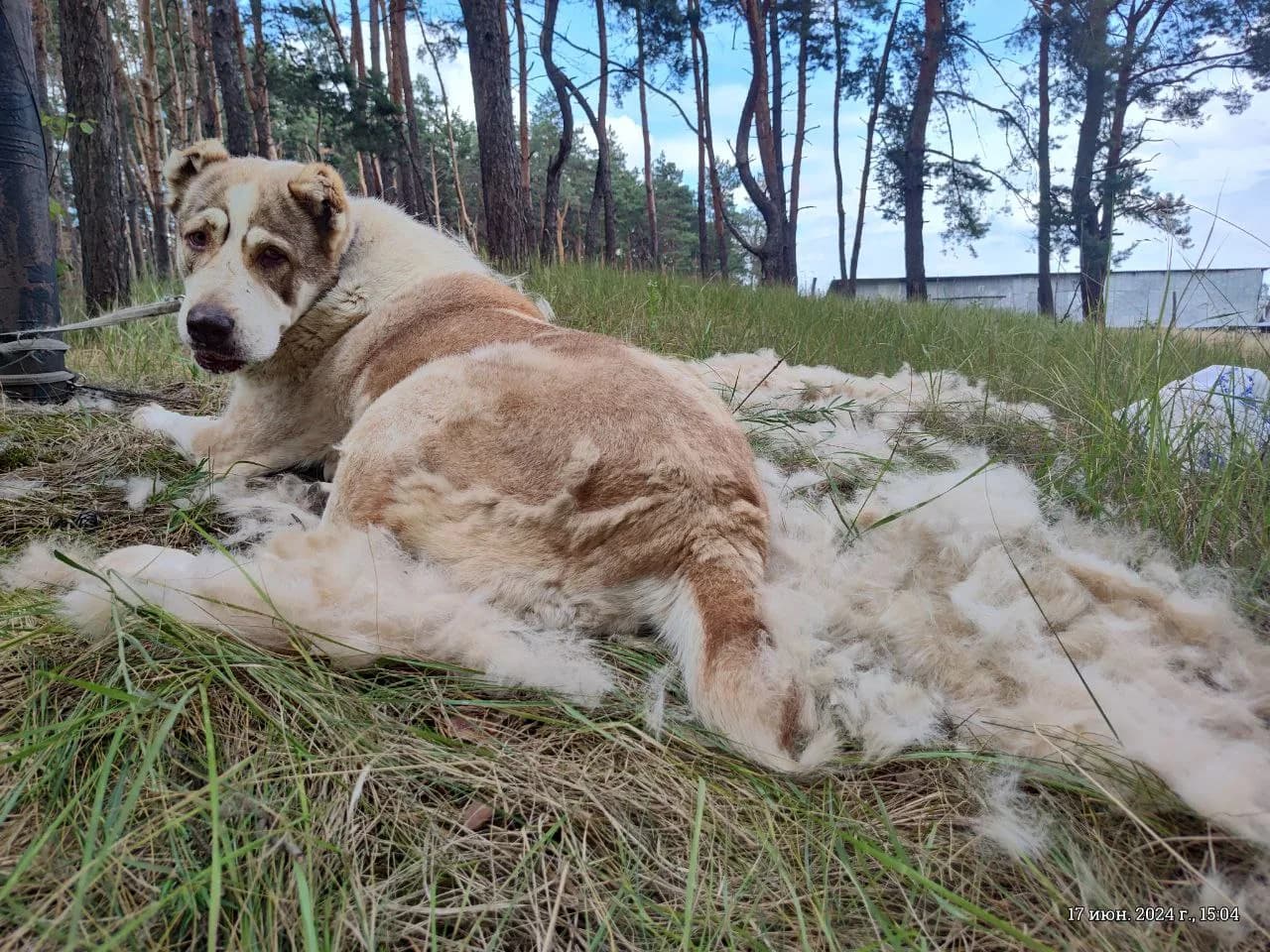 Пряжа из собачьей шерсти, фото 3 - Xtraverse Animals