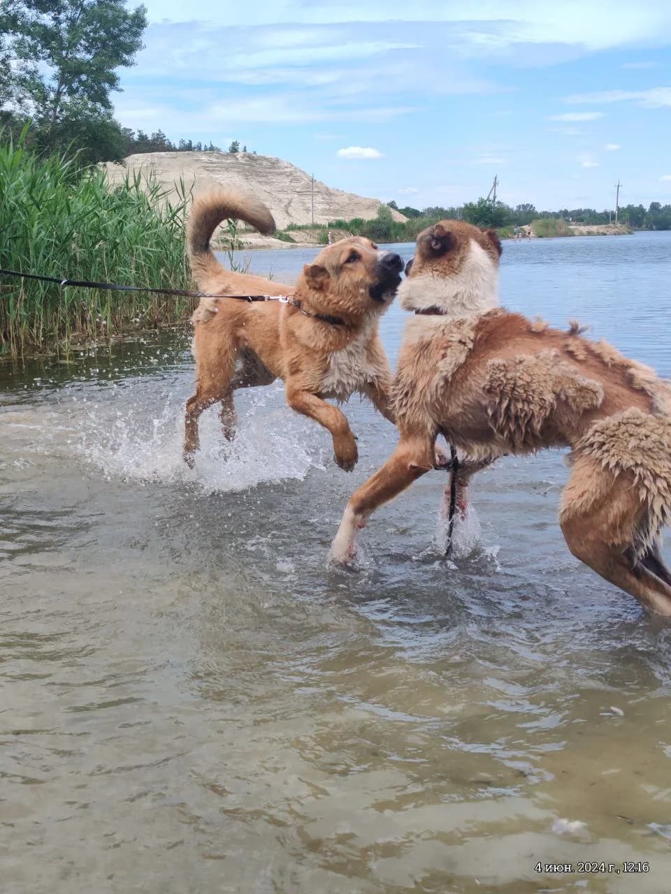 Пряжа из собачьей шерсти, фото 6 - Xtraverse Animals