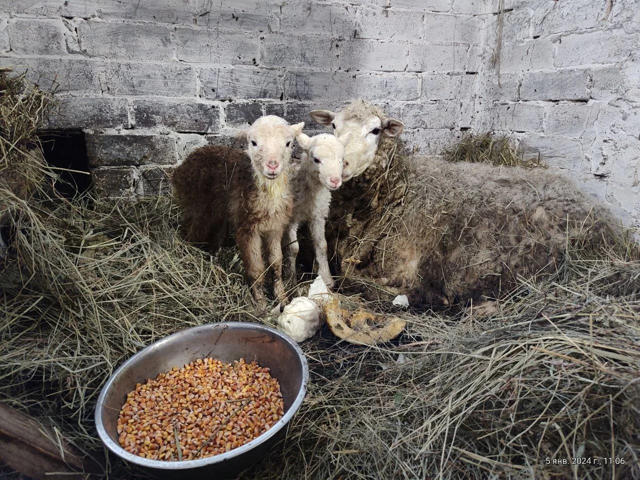 Abandoned Animals, 2024, photo 2 - Xtraverse Animals