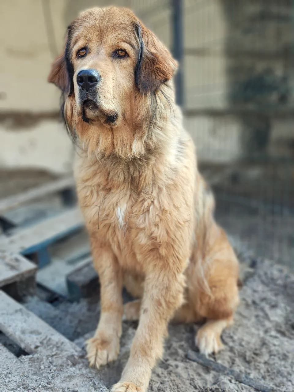 Archie, Tibetan Mastiffs - Xtraverse Animals
